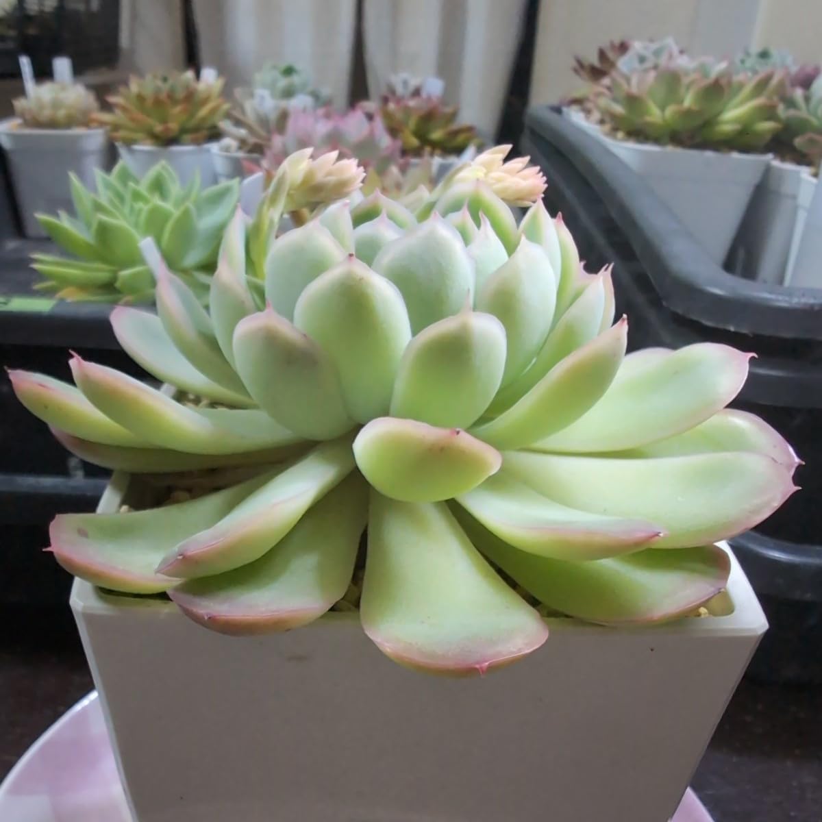 Amazon.co.jp: 多肉植物 エケベリア ストロベリーアイス 大きめ苗 ヤ即